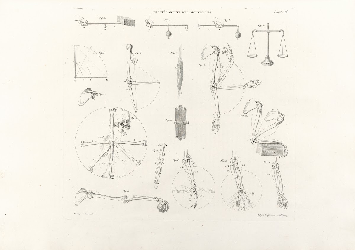 Anatomie du gladiateur combattant Pl17 1812