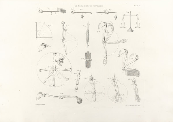 Anatomie du gladiateur combattant Pl17 1812