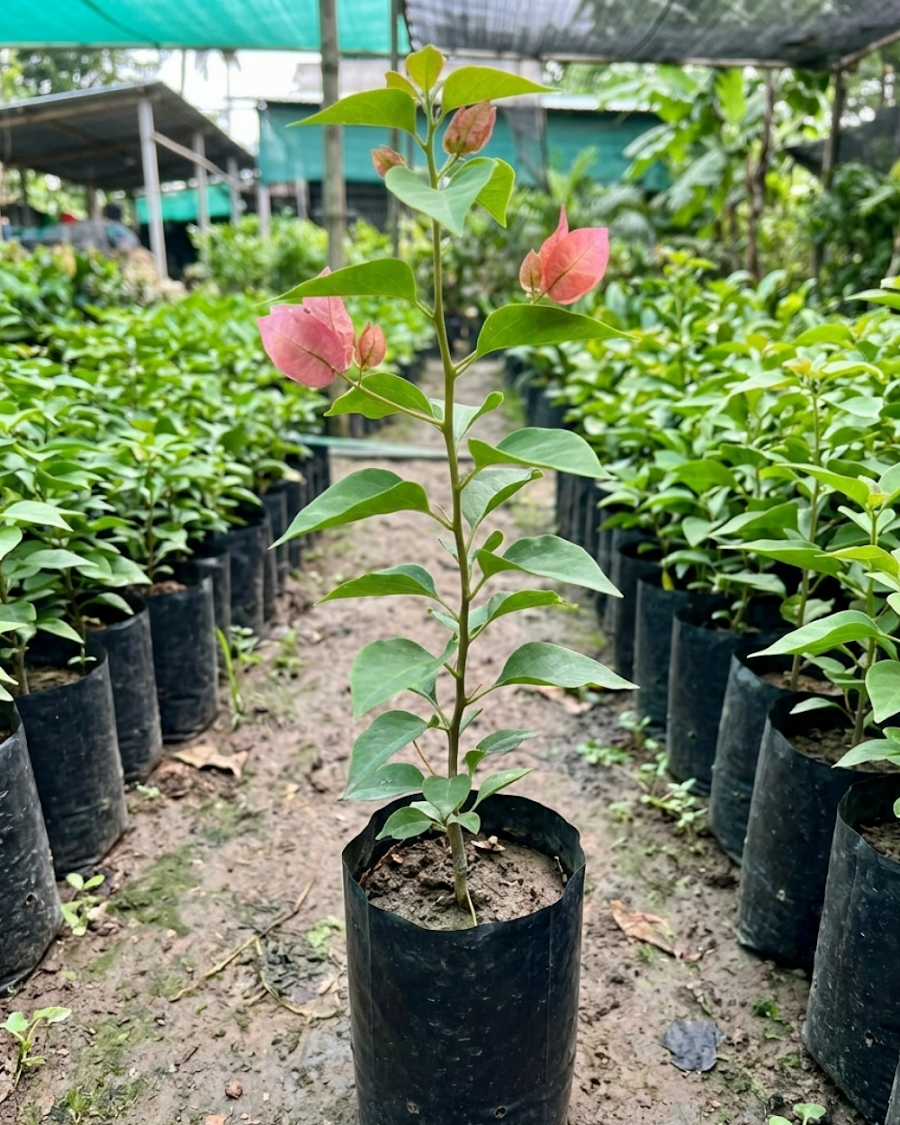 Imported Kayata Bougainvillea Plant — view 5