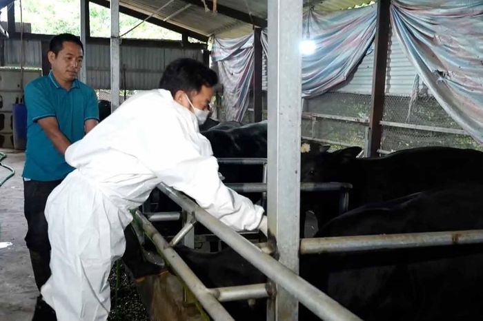 Hà Nội tập trung phòng dịch trên đàn gia súc, gia cầm - Đài Phát thanh và truyền hình Hà Nội