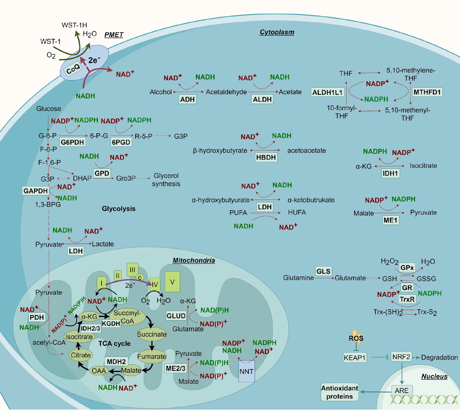 Reductive stress in cancer immunology and targeted therapy