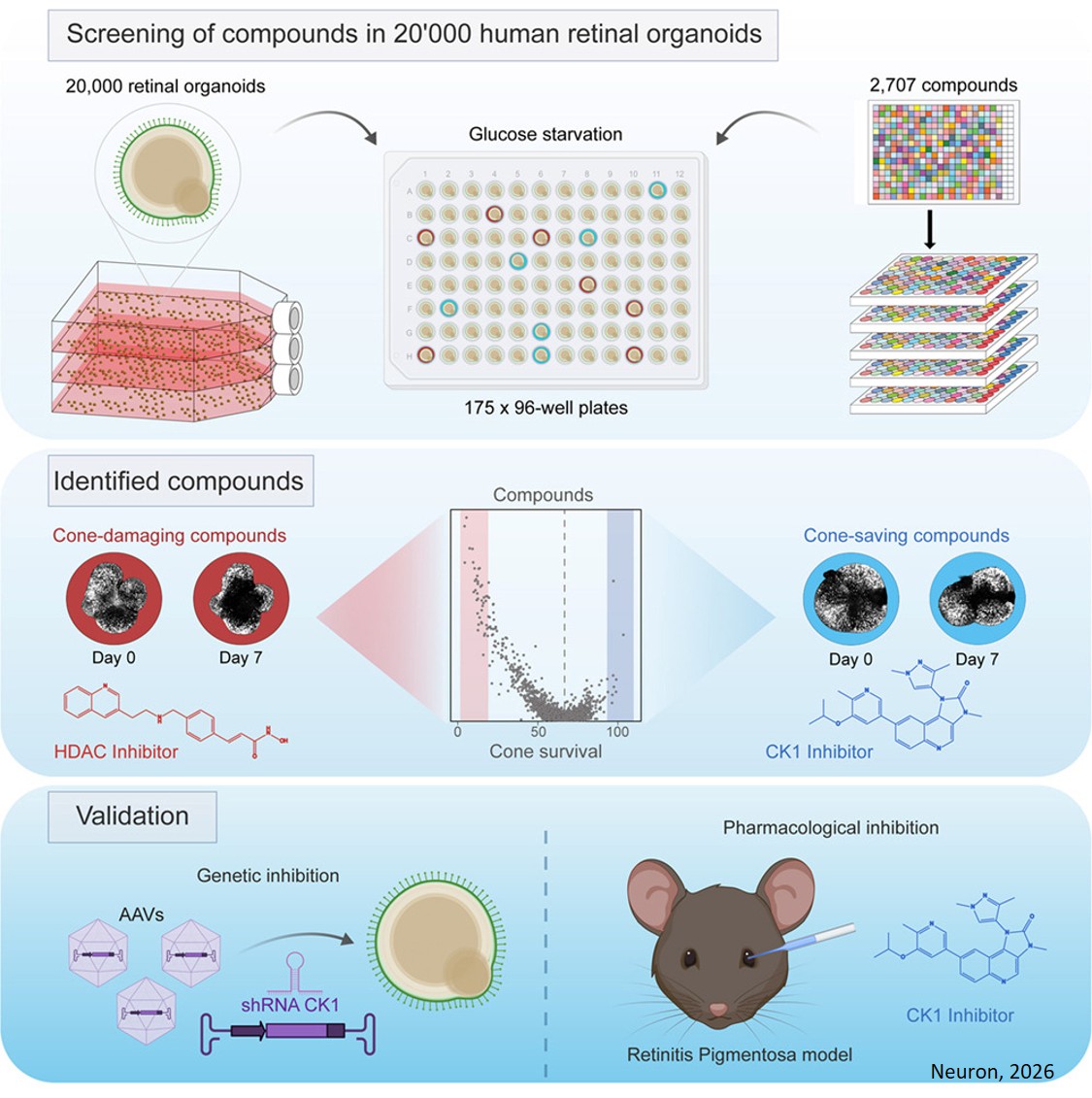 Cell-type-focused compound screen in human organoids reveals CK1 inhibition protects cone photoreceptors from death
