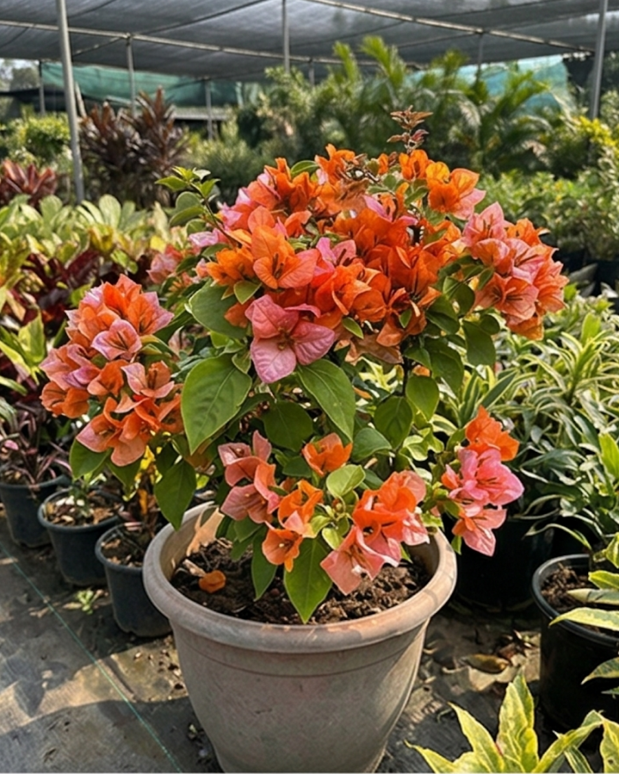 Imported Foxtail Orange Bougainvillea Plant — view 4