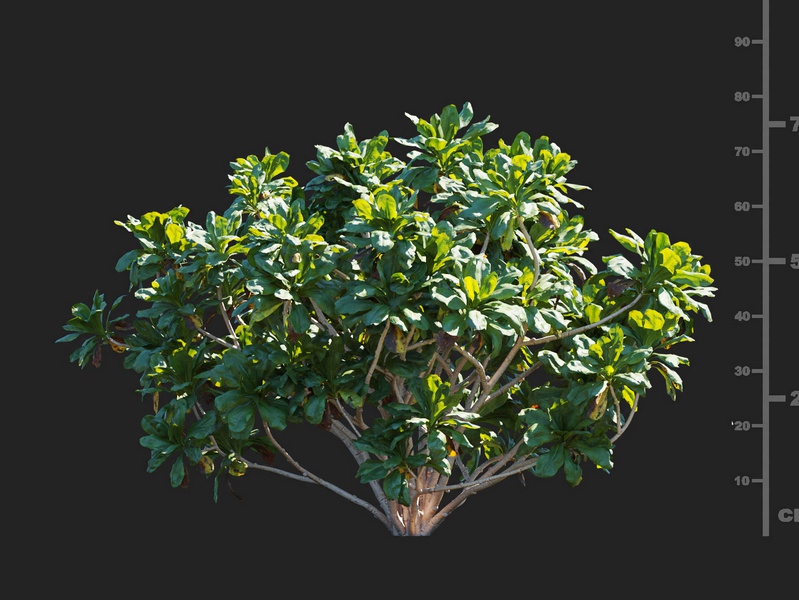 Maxtree - Plant Models Vol.112