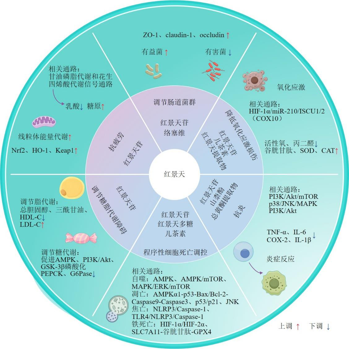 Research Progress on the Mechanism and Application of Rhodiolae Crenulatae Radix et Rhizoma in the Prevention and Treatment of High Altitude Disease