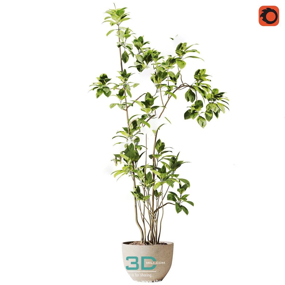 978.Sell Album Indoor Plant PRO Vol 01