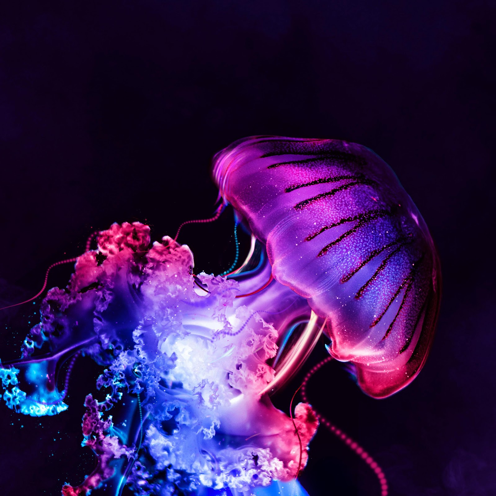 Download Neon Bioluminescent Jellyfish Abstract Art 4K iPhone