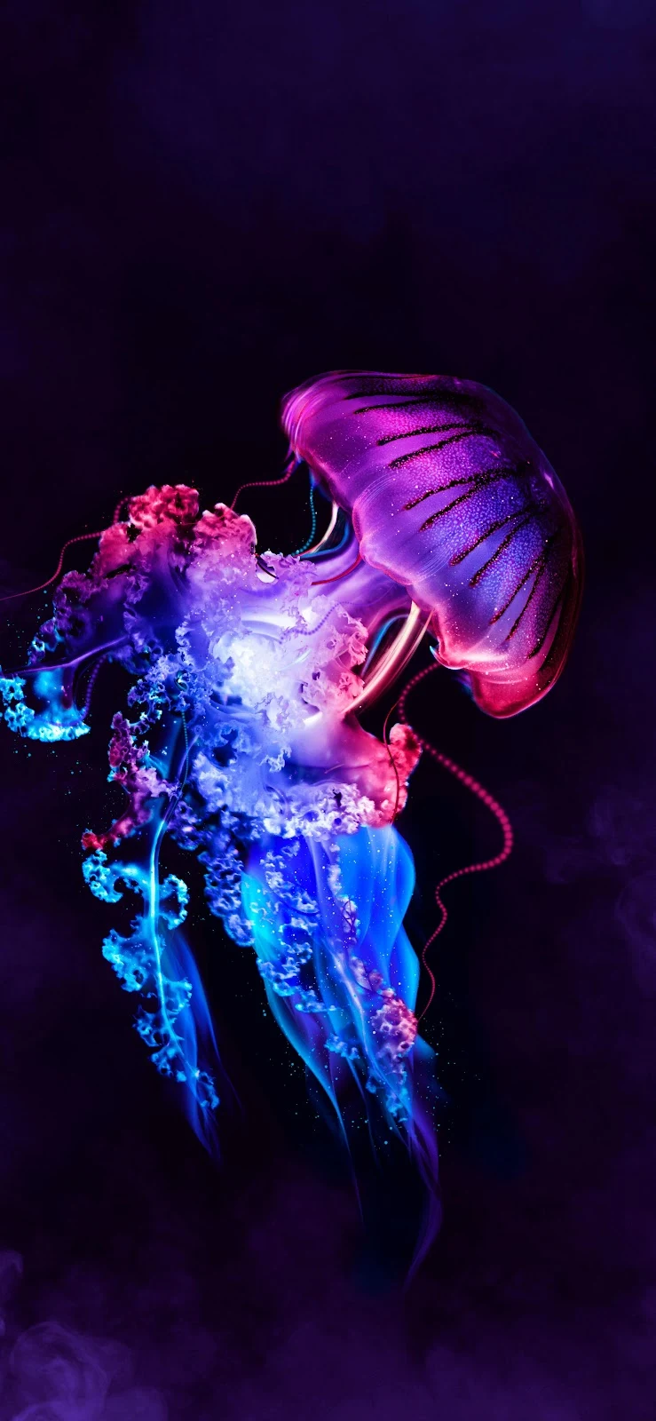 Neon Bioluminescent Jellyfish Abstract Art - Digital Abstract Art 4K iPhone Wallpaper (2658x5758)