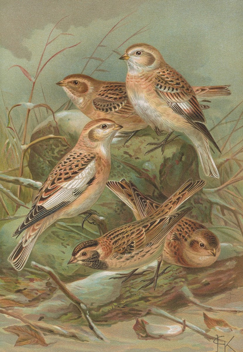 Plectrophenax nivalis Calcarius lapponicus