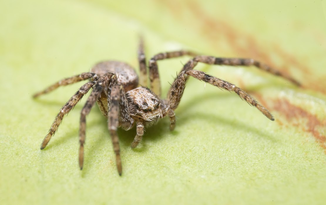 Philodromus sp.