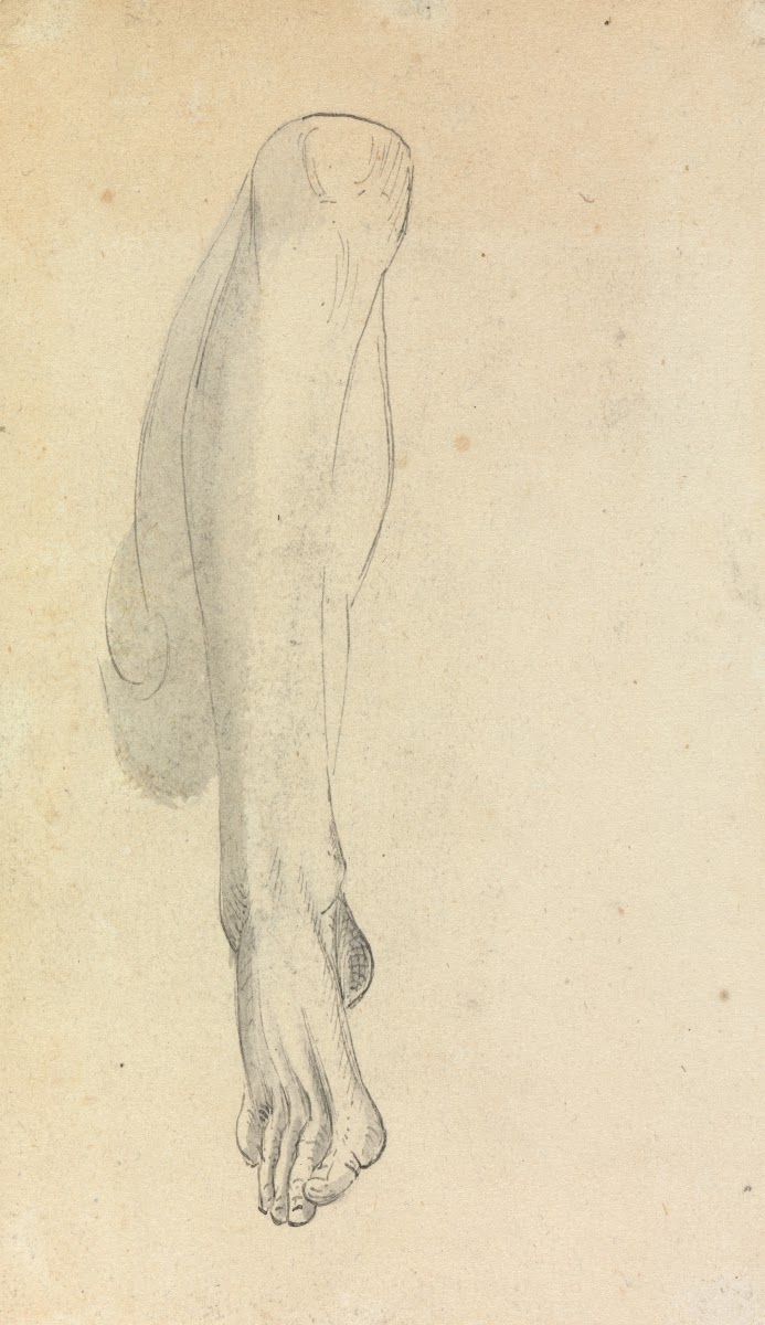 Anatomical Study of a Leg
