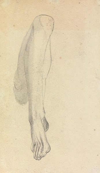 Anatomical Study of a Leg
