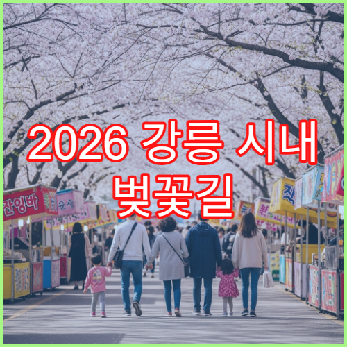 2026 강릉 시내 벚꽃길 대중교통 버스 노선 초보 가이드