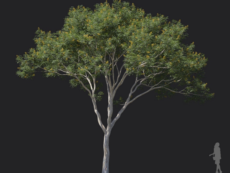 Maxtree - Plant Models Vol.121