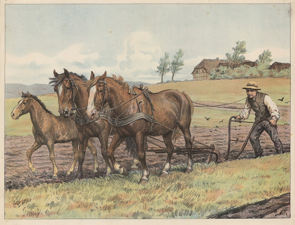 Marken pløjes 1910