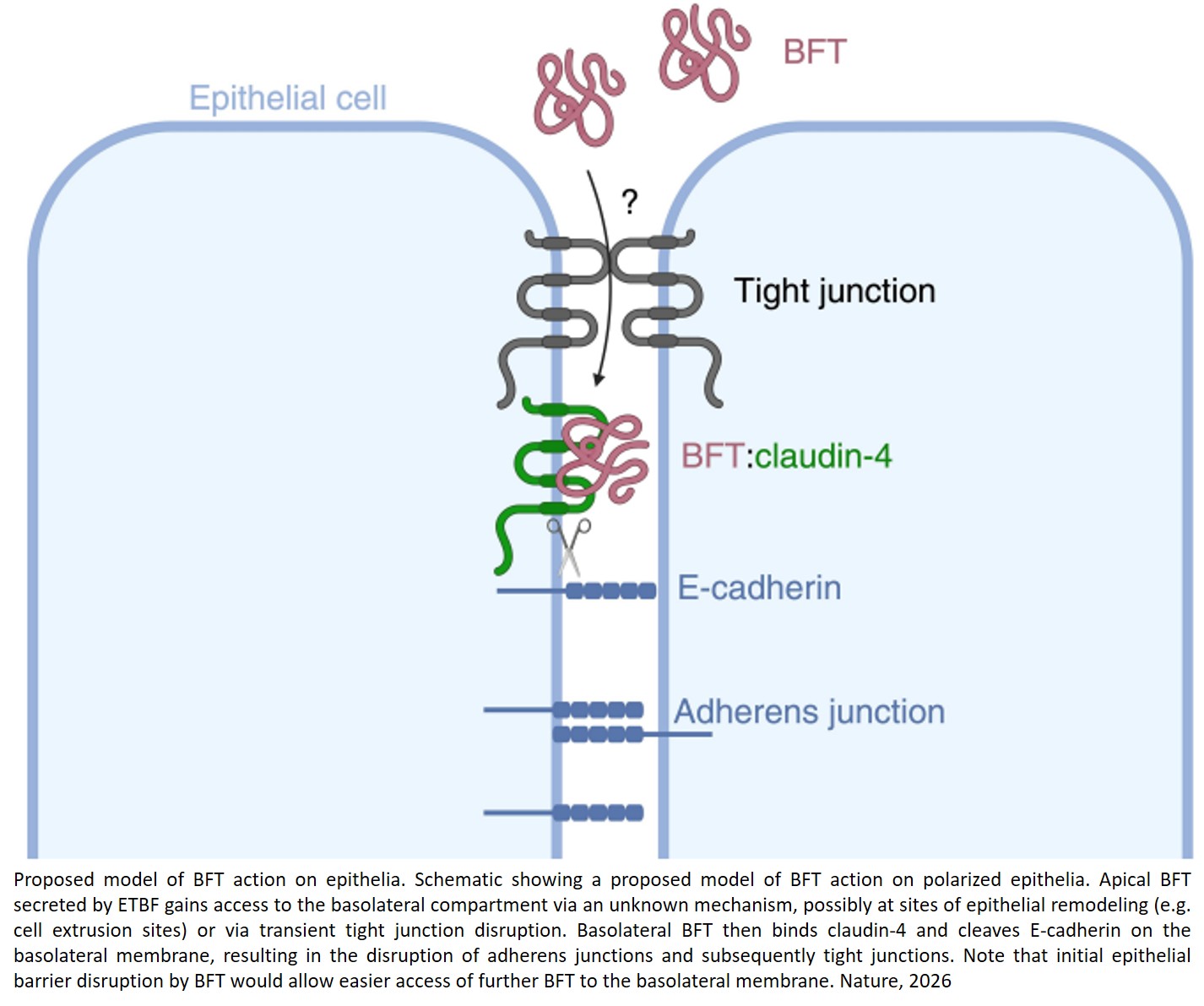 A pro-carcinogenic bacterial toxin binds claudin-4 to cleave E-cadherin