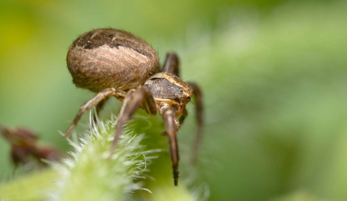 Xysticus sp.