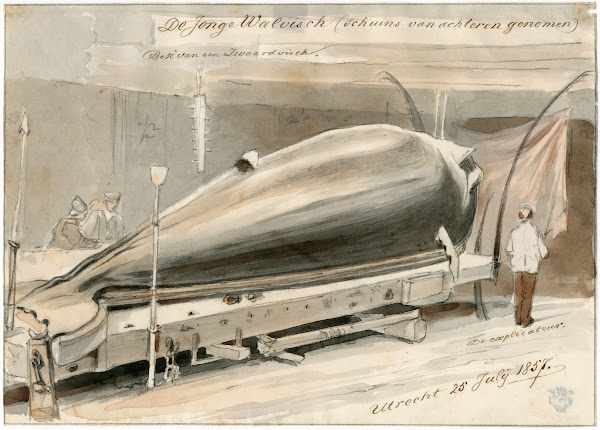 Expositie te Le Havre van aangespoelde walvis 1857 1857