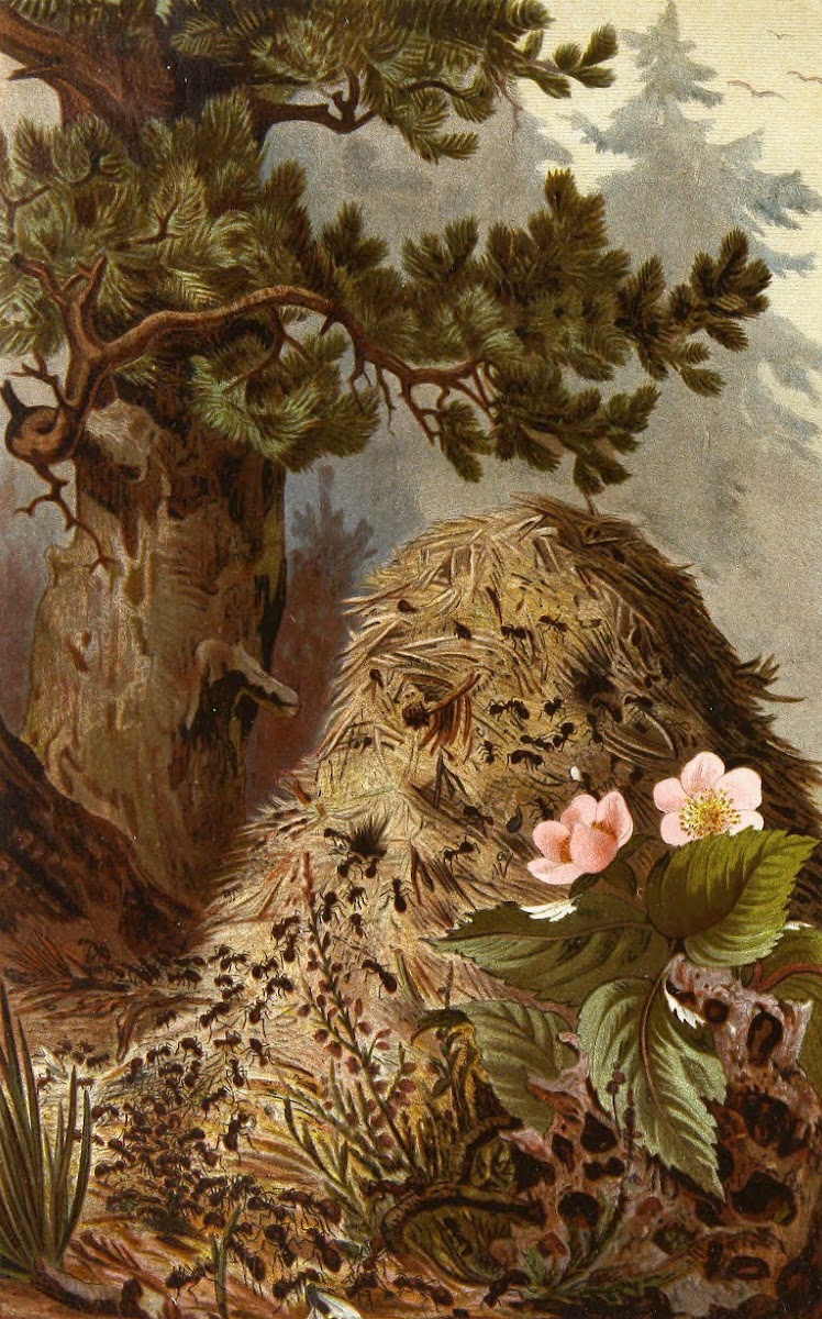 Die Insekten Tausendfussler und Spinnen Pl 09 1877
