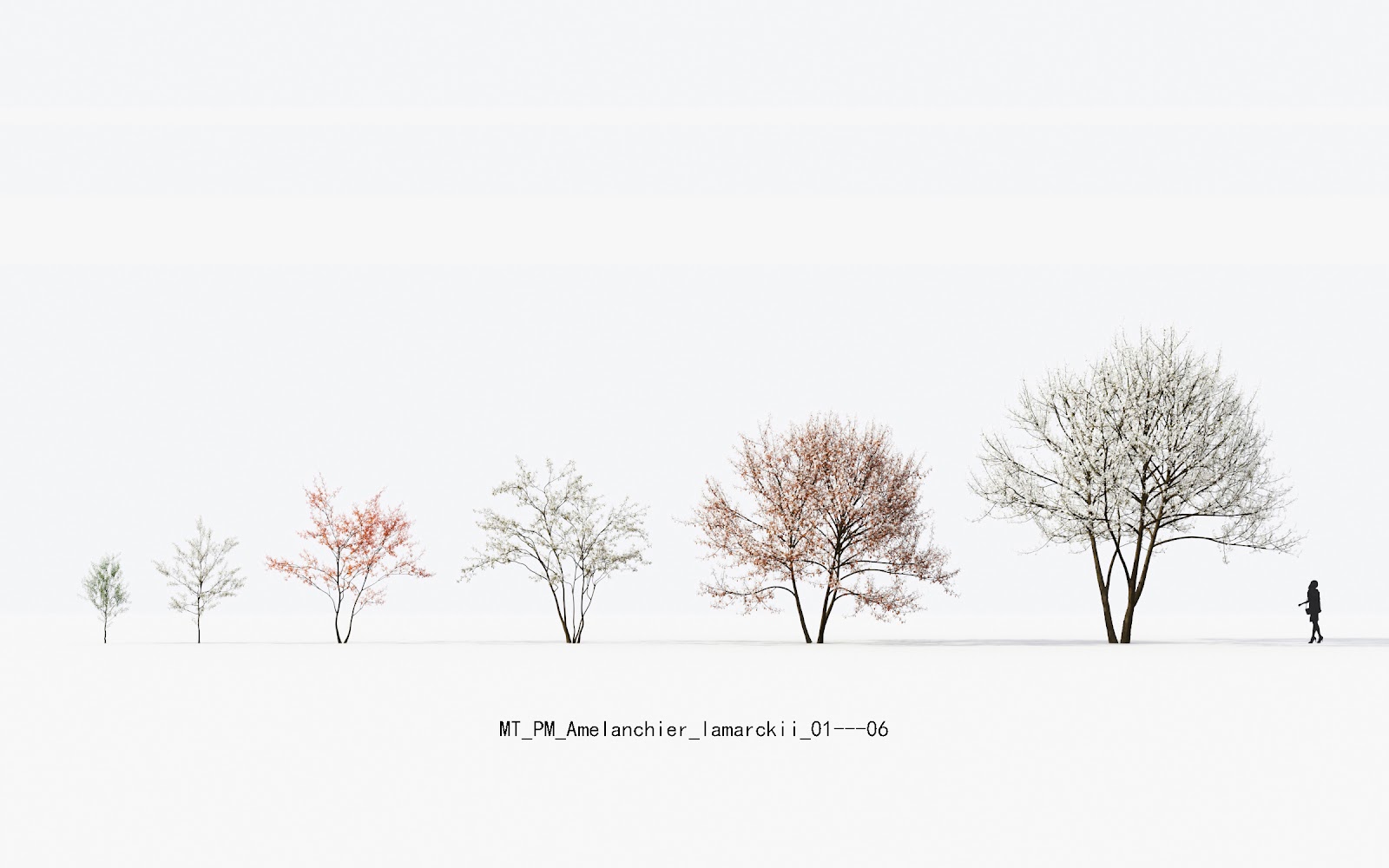Maxtree - Plant Models Vol.13