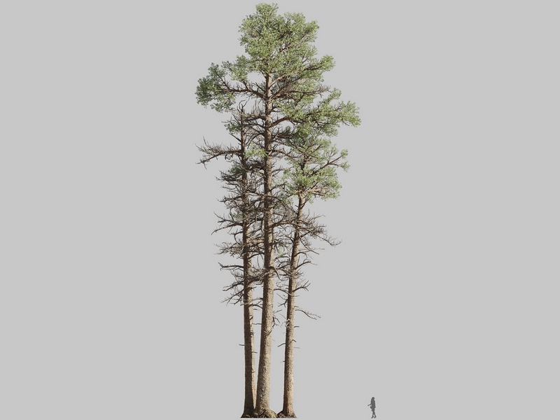 Maxtree - Plant Models Vol.126