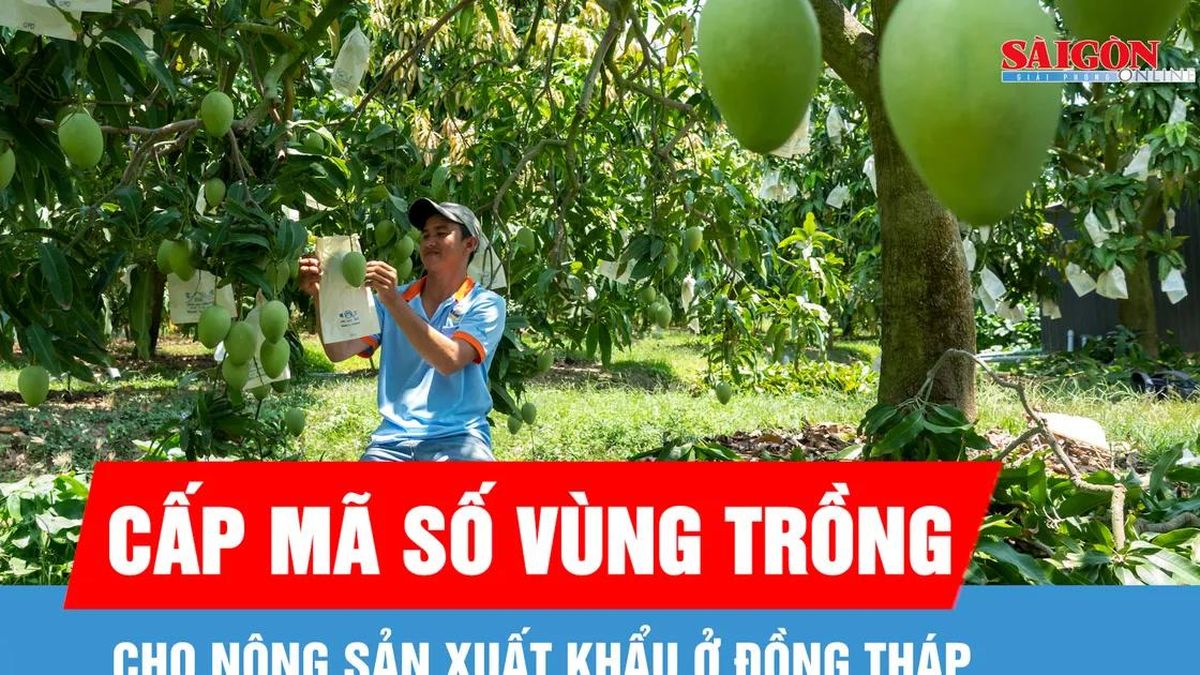 Đồng Tháp đẩy nhanh cấp mã số vùng trồng cho nông sản xuất khẩu - Báo Sài Gòn Giải Phóng