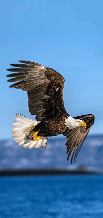 Eagle Flying Picture