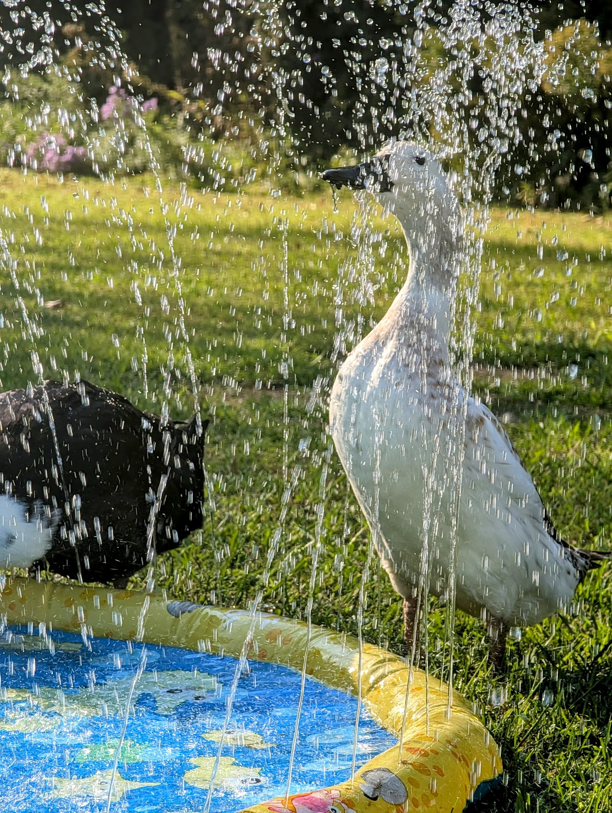 Welsh Harlequin Duckling