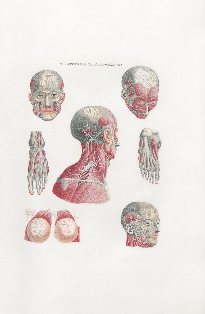 Anatomia Universale Pl05 1833