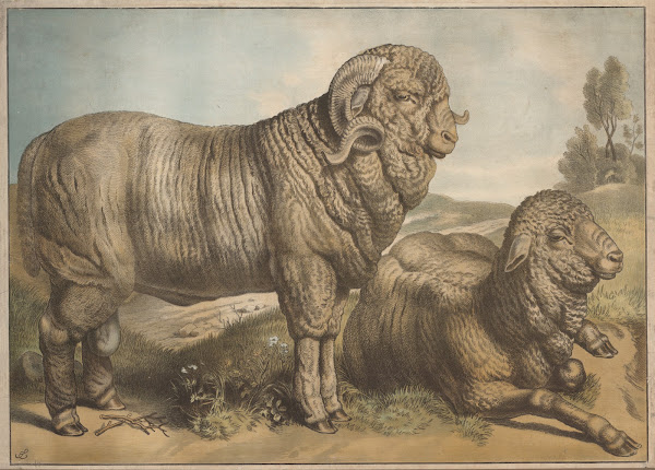 Sheep 1884