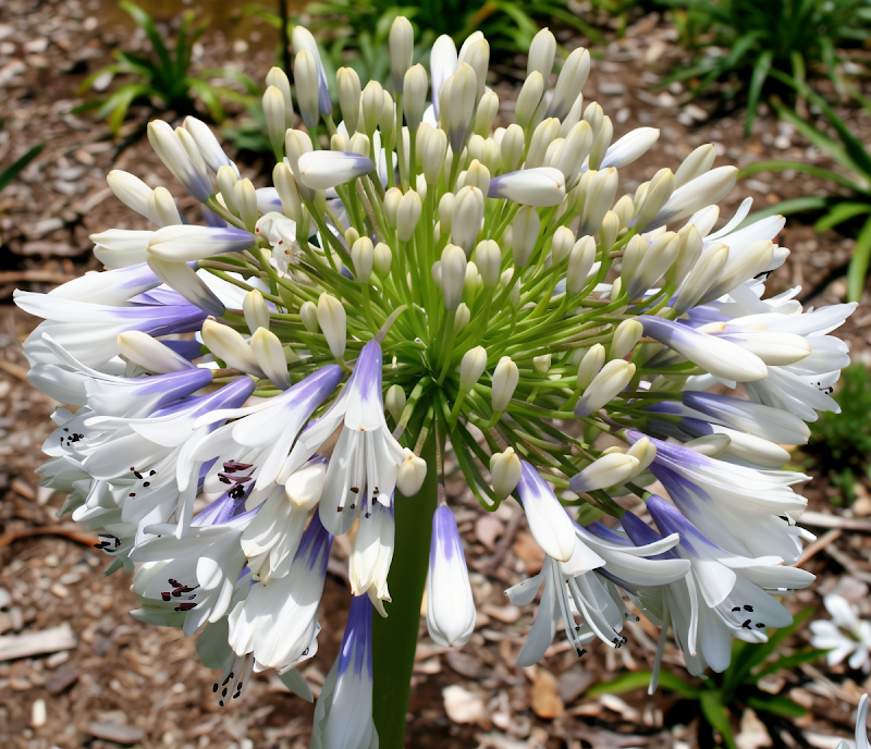 Agapanthus praecox 'Queen Mum' in piena fioritura, con i suoi fiori bianchi e blu, in un giardino mediterraneo