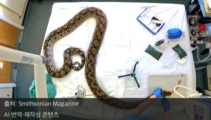 파이선 암 치료 - 4.5m 거대 파이선의 기적, 세계 최초 암 치료 성공