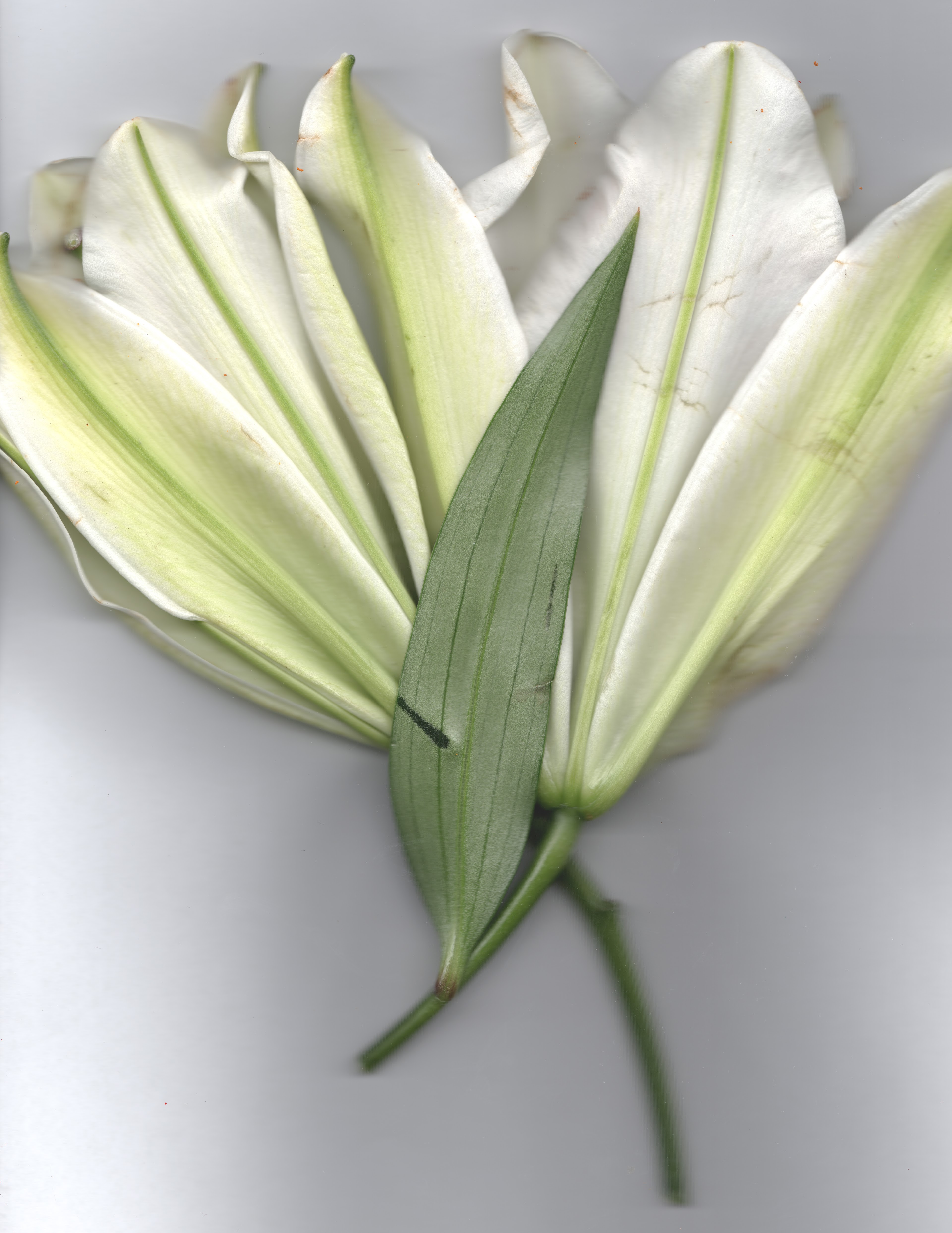 White No. 1 — original botanical scanography fine art print by Zoey Solomon