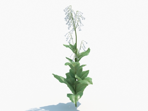 Maxtree - Plant Models Vol.3