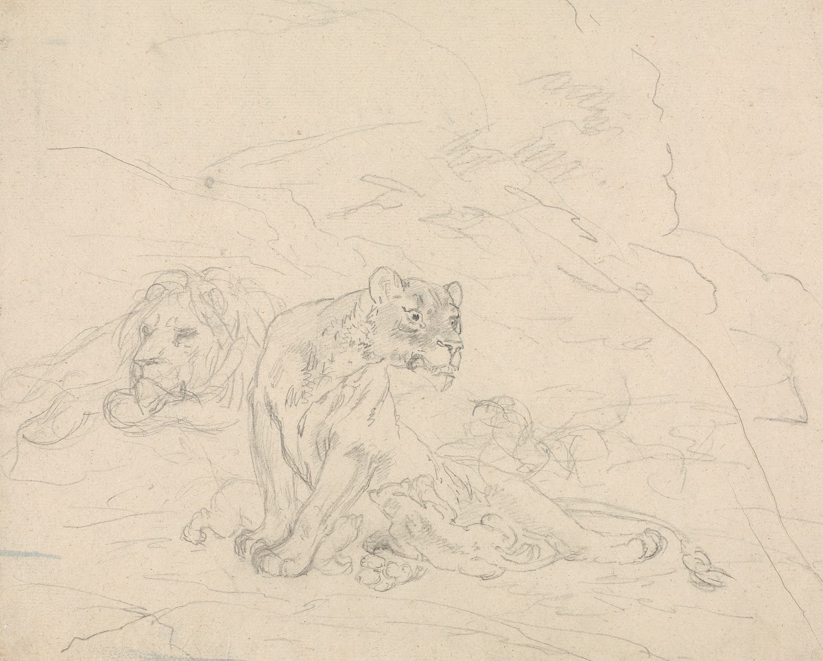 Lion Family