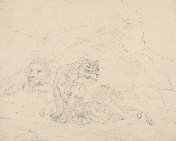 Lion Family