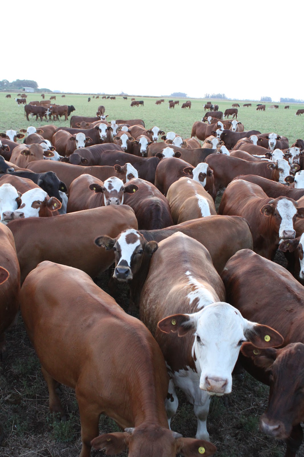 Campo 5