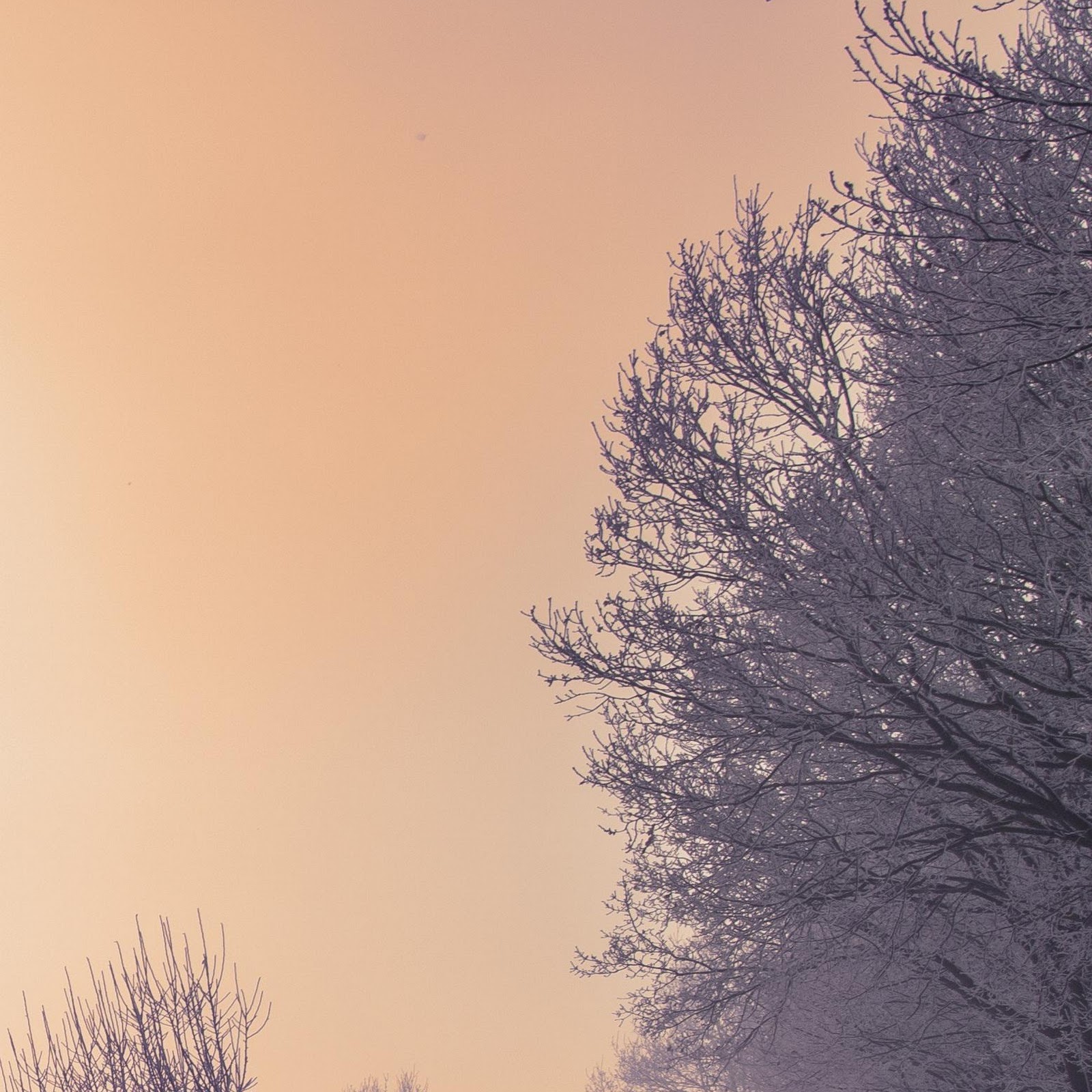 Download Foggy Winter Road Under Sunset 2K iPhone