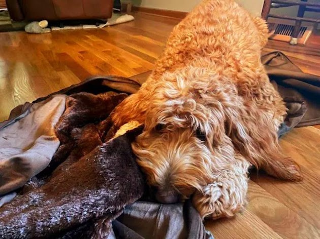 Un chien jouant avec la chaise orthopédique en peluche Furhaven Pet