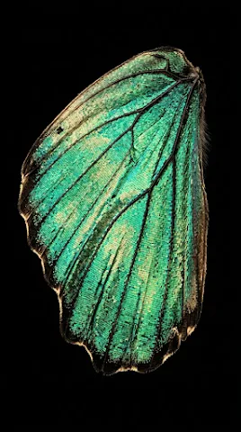 Emerald Wing Macro