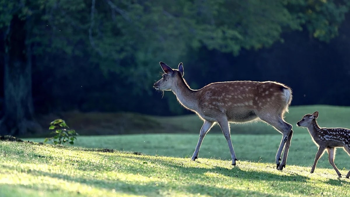신생아특례대출 조건과 정부 지원 구조의 실효성 평가