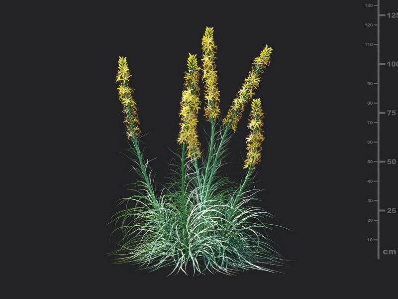 Maxtree - Plant Models Vol.115