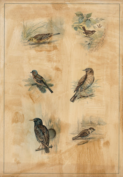 Songbirds 1895