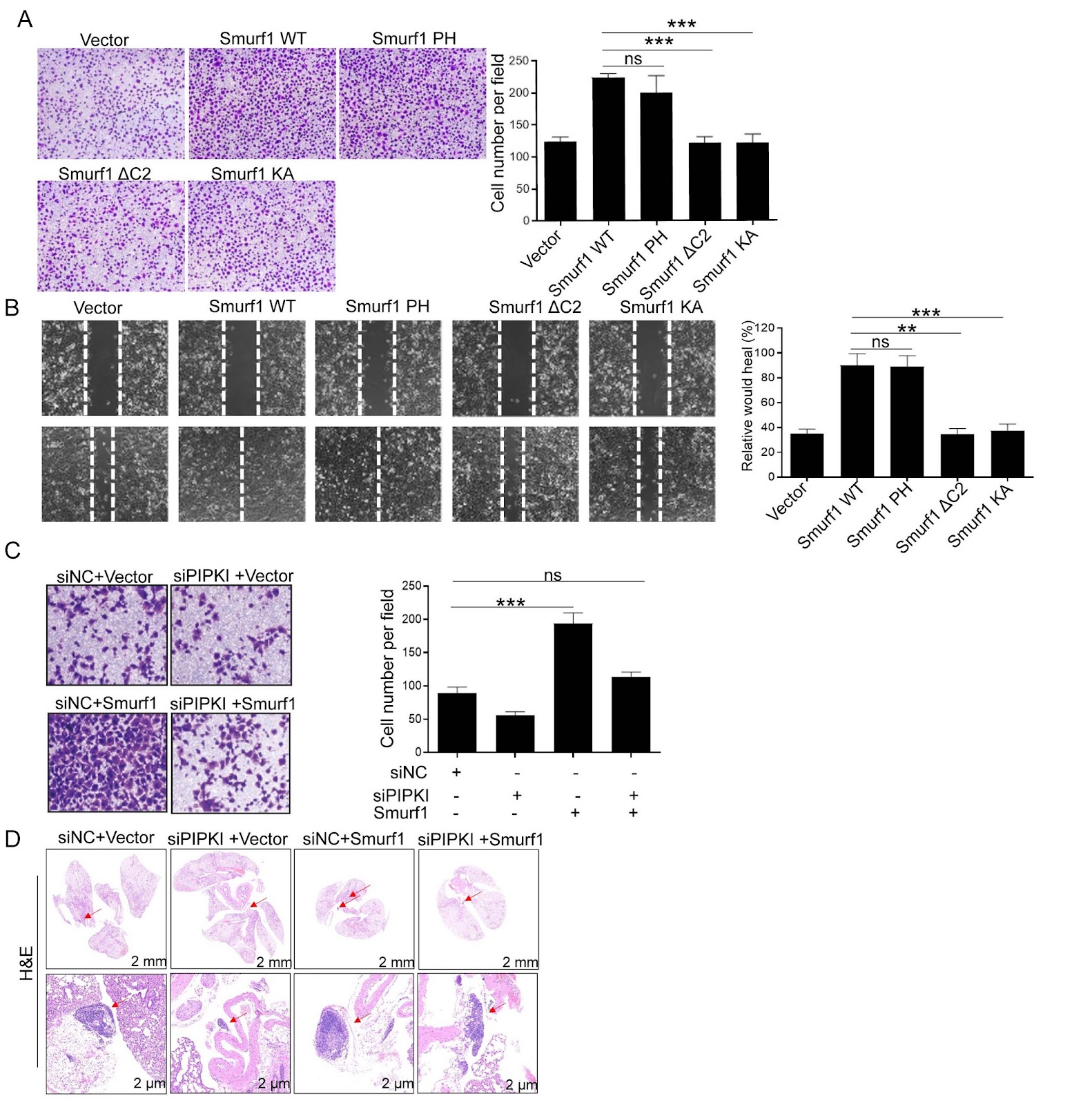 PIPKI-PIP2 promotes cell migration by recruiting Smurf1 to the membrane and increasing its activity