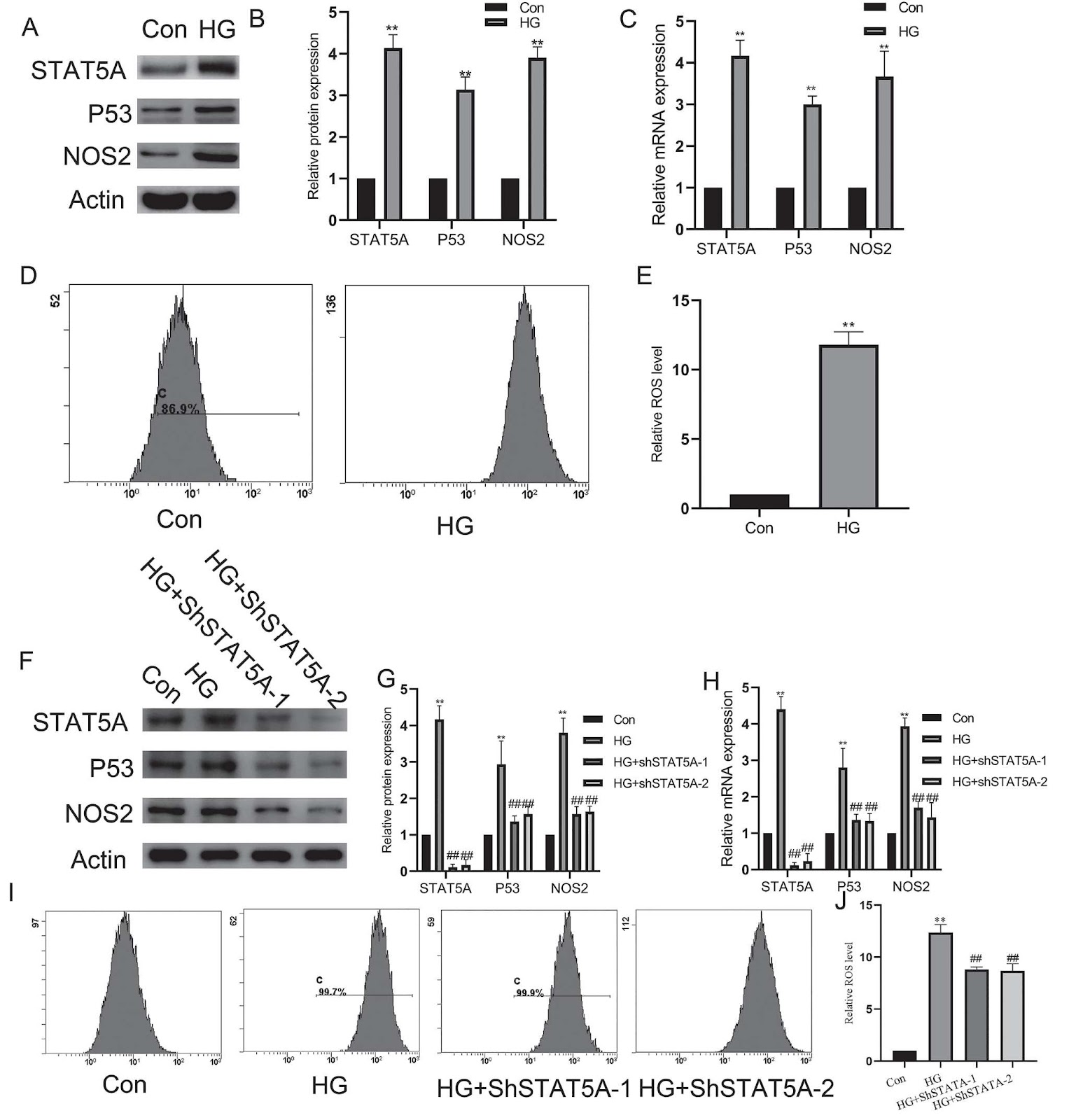 ZIPK collaborates with STAT5A in p53-mediated ROS accumulation in hyperglycemia-induced vascular injury