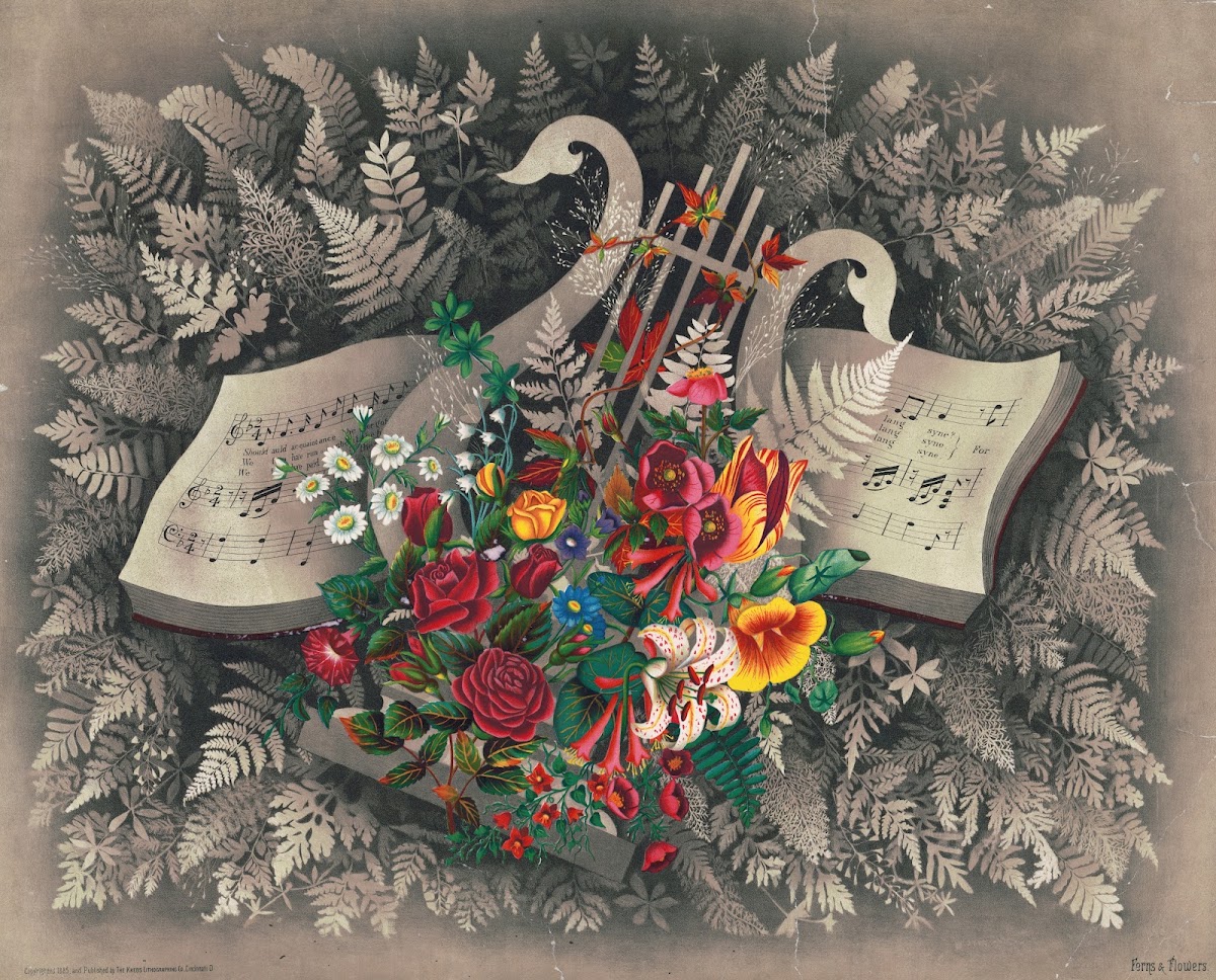 Ferns  flowers 1885