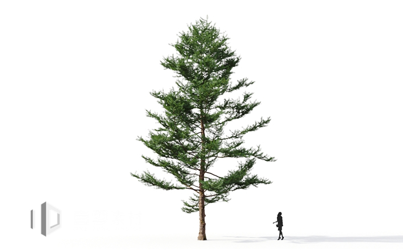 Maxtree - Plant Models Vol.9
