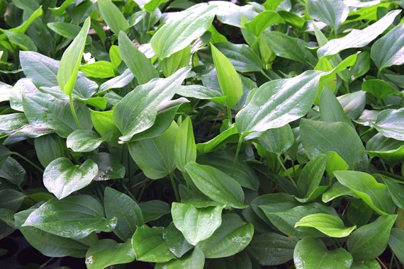 Echinodorus argentinensis.