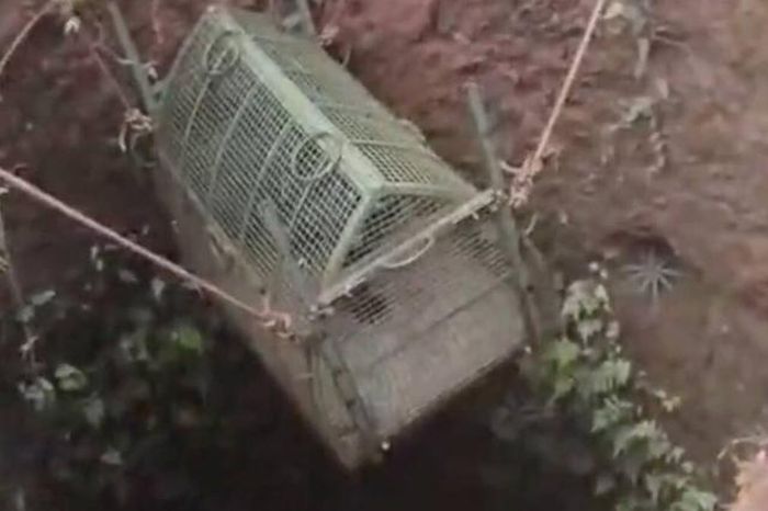 Đuổi theo con mồi, báo đen quý hiếm rơi xuống dưới giếng sâu 15 mét - Tạp chí Người Đưa Tin