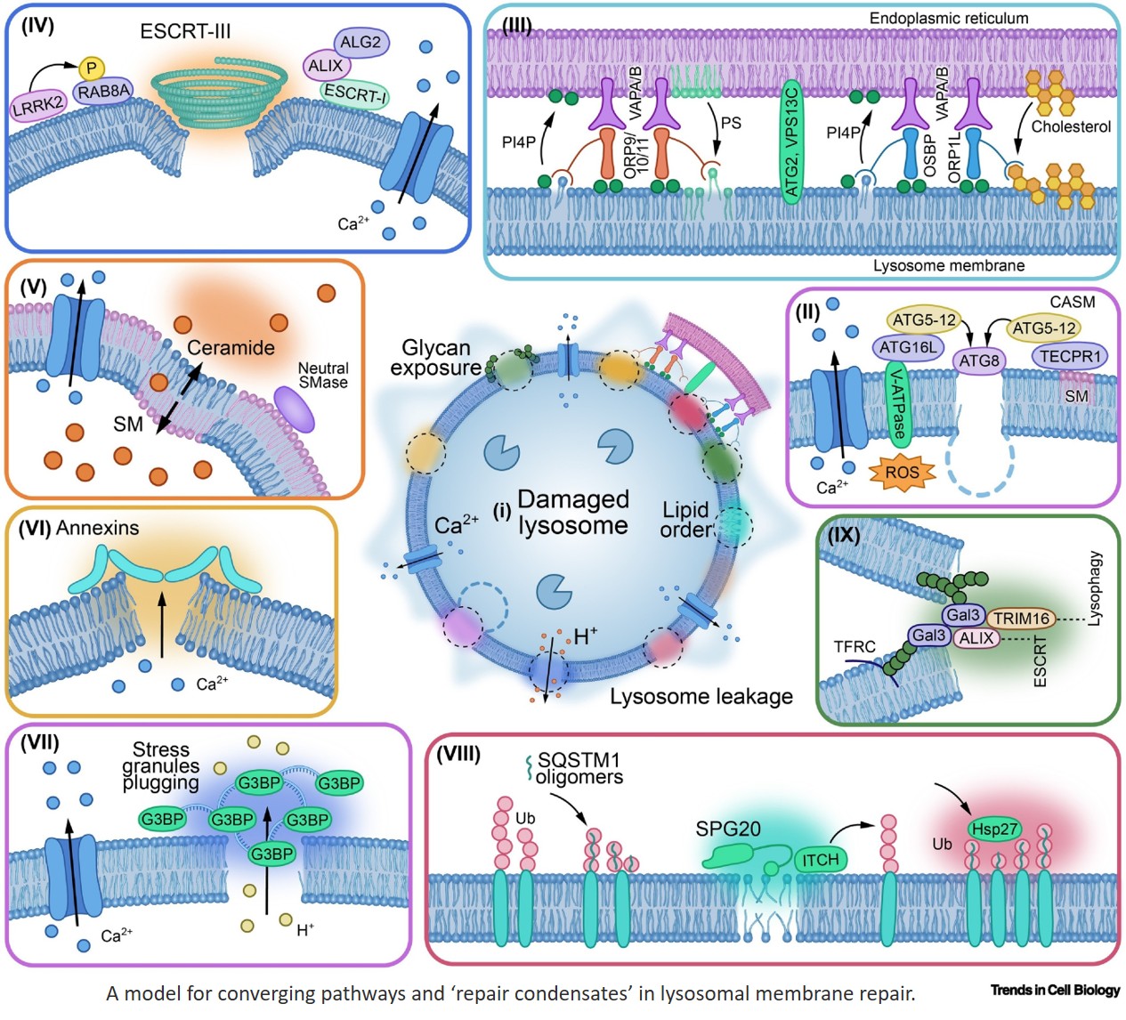 Repair condensates and lipid domains in lysosome integrity